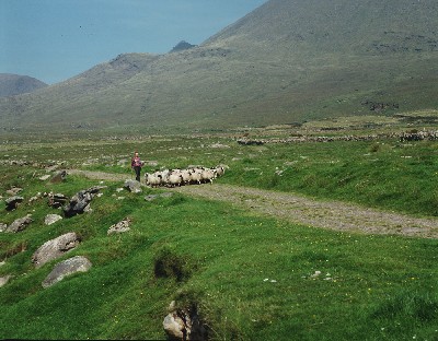 K2122 - Mount Brandon Sheep Farmer