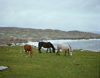 C20 - Connemara Ponies