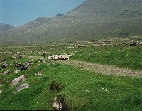 K2122 - Mount Brandon Sheep Farmer