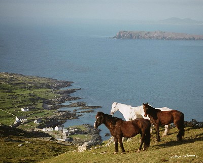 AII052 - Island Horses, Inishturk