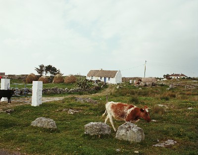 C1916 - Connemara Cottage and Cattle, Cashel