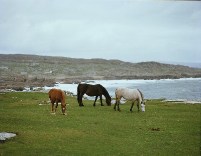 C20 - Connemara Ponies